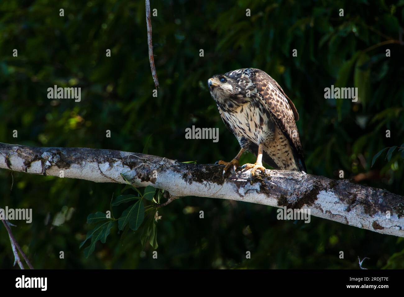 Falco nero comune immaturo, Buteogallus anthracinus, nel Coiba Island National Park, provincia di Veraguas, costa del Pacifico, Repubblica di Panama. Foto Stock