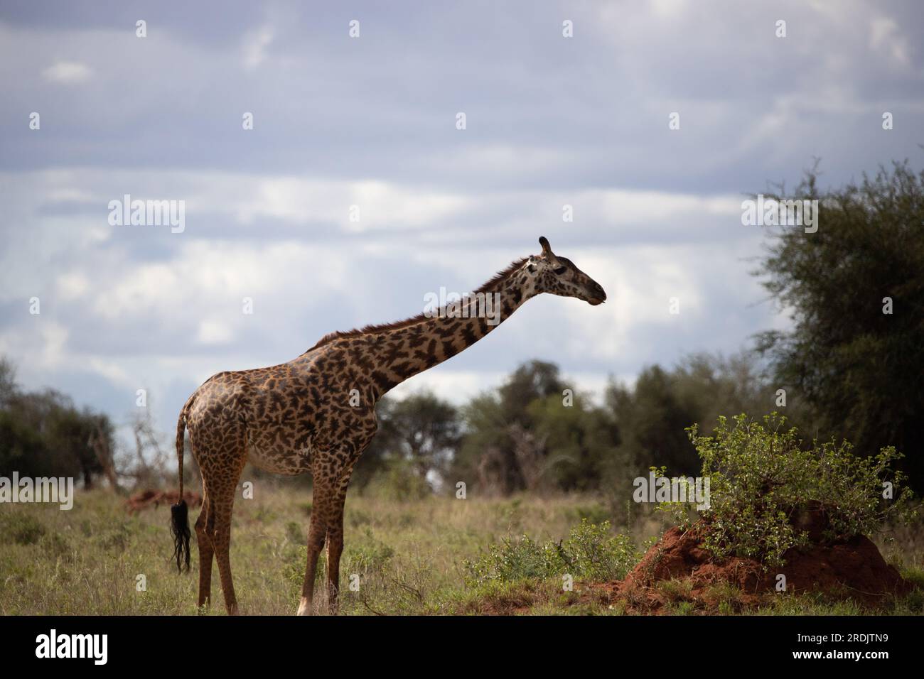 Giraffidae, Giraffa camelopardalis. Giraffa, nella savana, portata in safari nel Parco Nazionale di Tsavo, Kenya. Splendido paesaggio Foto Stock