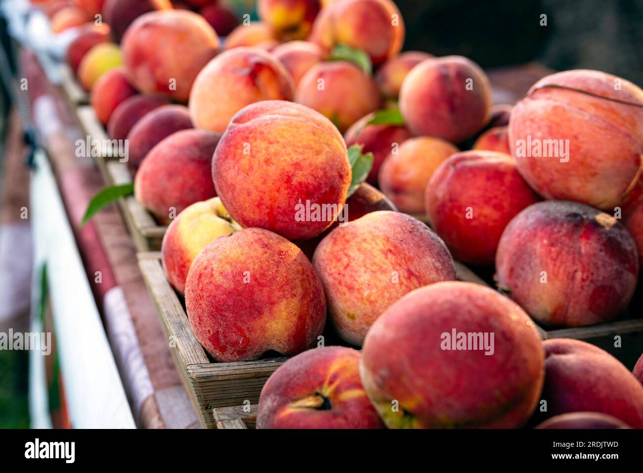 Pesche bianche (Prunus persica) in mostra in un mercato agricolo a luglio. Foto Stock