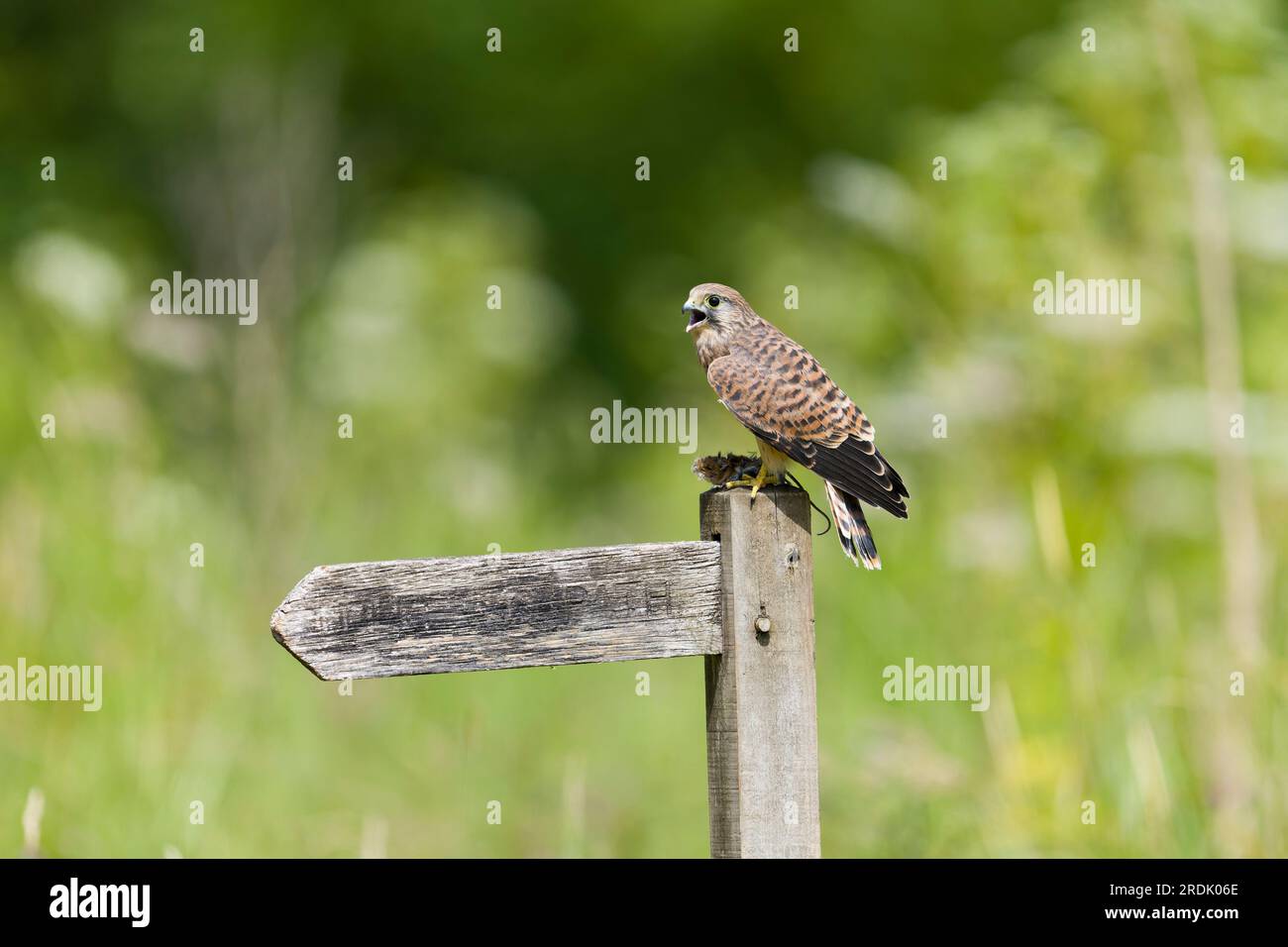 Gheppio comune Falco tinnunculus, giovane arroccato su palo con topo di legno Apodemus sylvaticus, noto anche come topo di campo, preda adulta, Suffolk, Englan Foto Stock