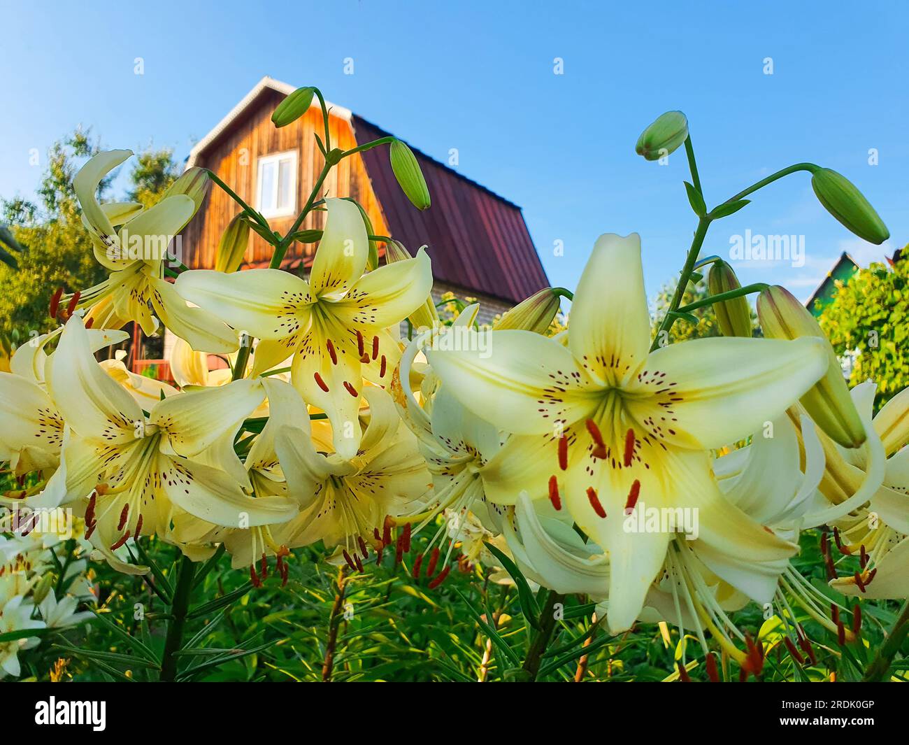 Splendidi fiori di giglio da vicino, c'è una casa di campagna sullo sfondo. Foto Stock