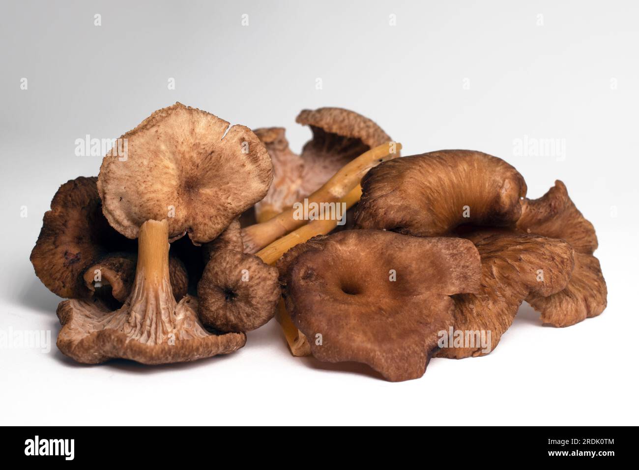 Macro primo piano dei funghi chanterelle invernali Foto Stock