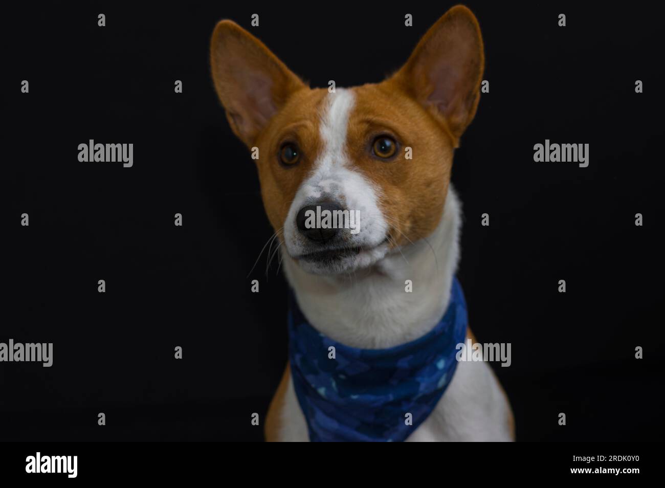Tasto basso ritratto di elegante basenji cane maschio indossando fazzoletto blu Foto Stock