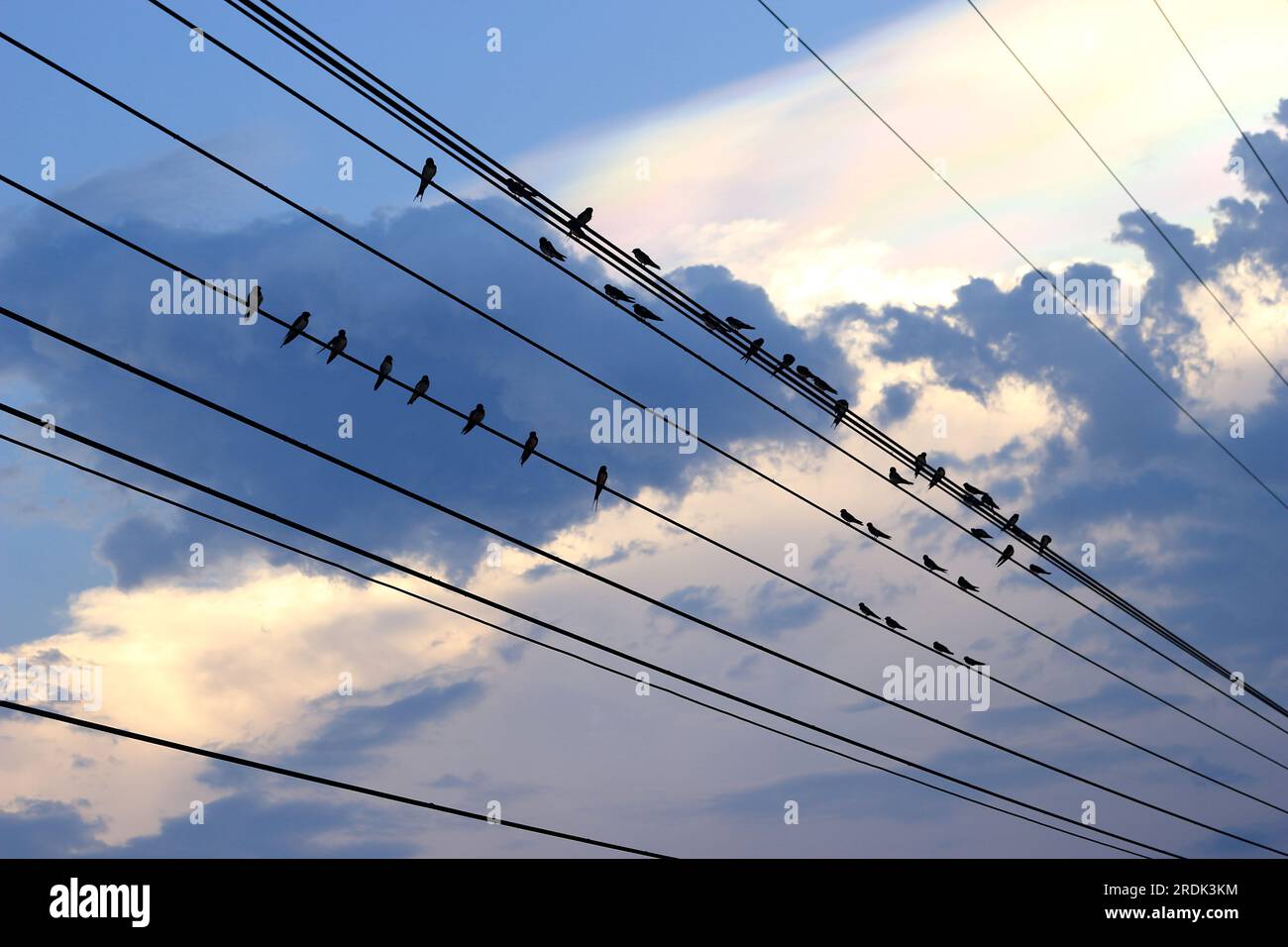 Molti uccelli appollaiati su fili paralleli. Sullo sfondo c'è il cielo serale. Foto Stock
