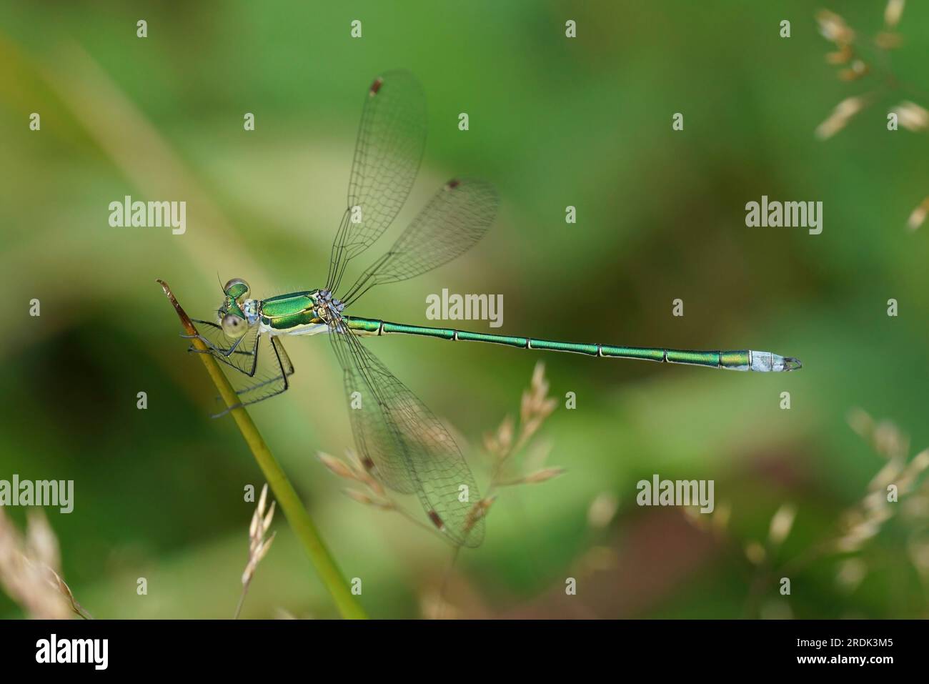 Primo piano naturale su una piccola damigella color smeraldo, Lestes virens arroccata nella vegetazione Foto Stock