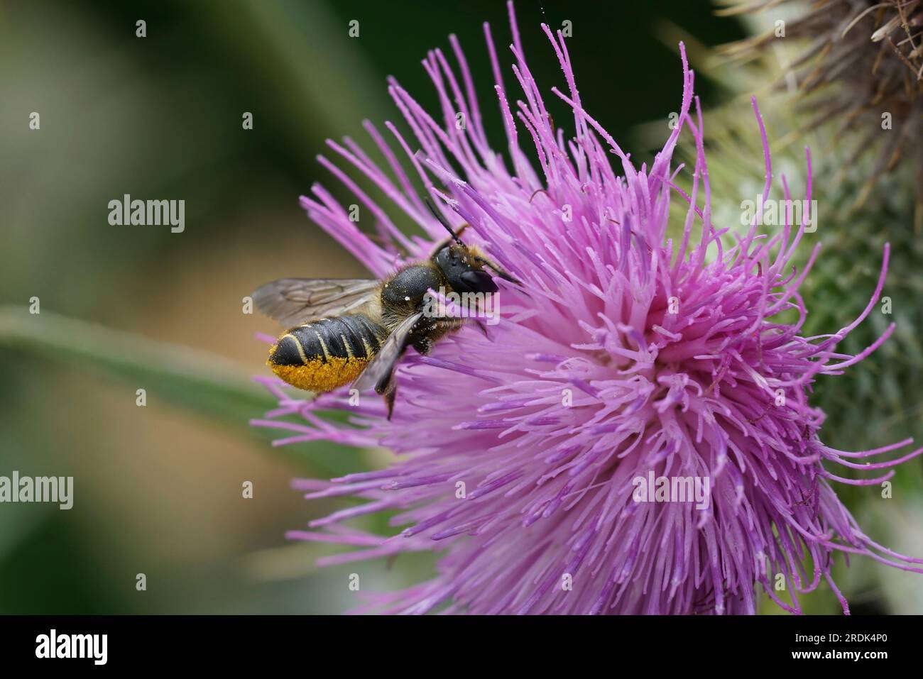 Primo piano naturale su un'ape femmina Patchwork taglialegna, Megachile centuncularis su un cardo viola nel giardino Foto Stock