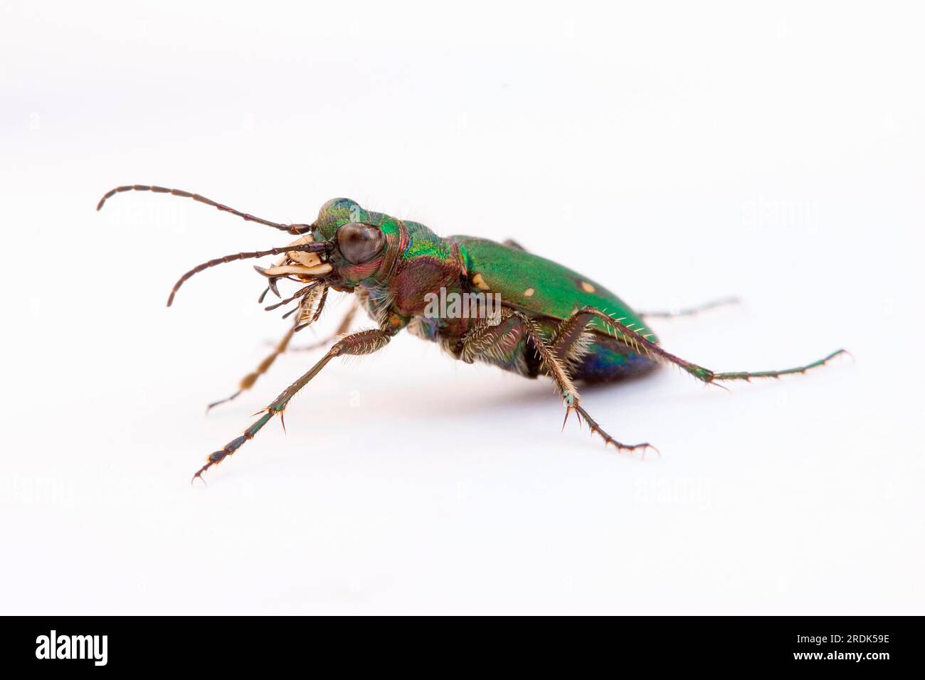 Green tiger beetle (Cicindela campestris) Foto Stock
