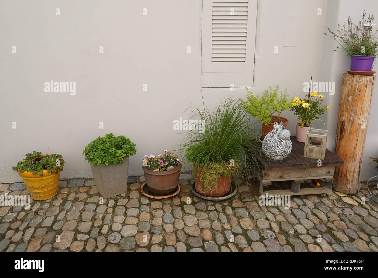 Vari vasi di fiori con erbe, piante in fiore e succulente posti su un terreno di ciottoli con una parete bianca sullo sfondo. Foto Stock