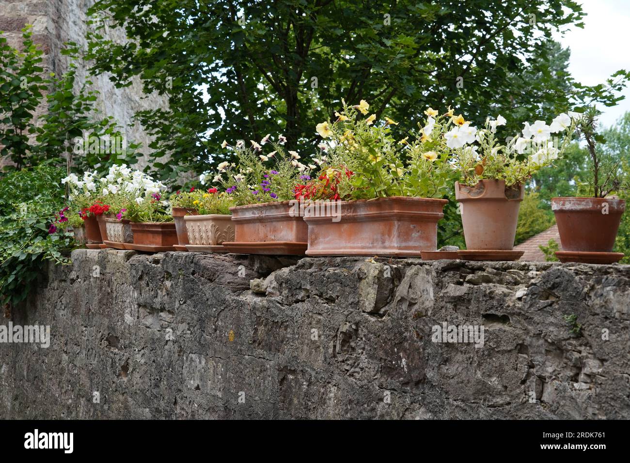 Vasi in terracotta a forma cilindrica e cuboidale con fiori di varie specie posti su una spessa parete di pietra circostante. Foto Stock