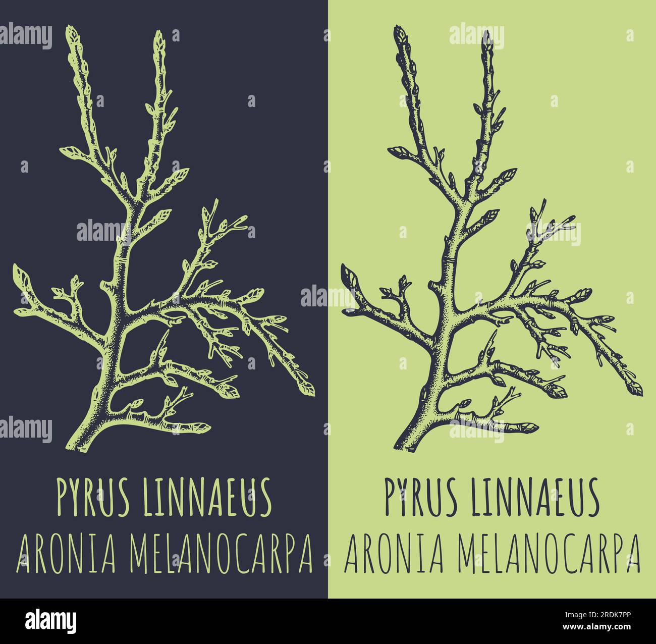 Disegno vettoriale PYRUS LINNAEUS. Illustrazione disegnata a mano. Il nome latino è ARONIA MELANOCARPA Illustrazione Vettoriale