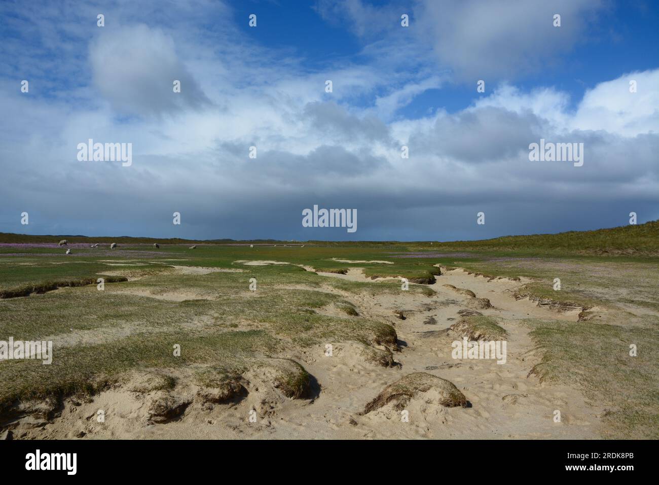 Paesaggio costiero lungo il Mare di Wadden, Ellenbogen, List, Sylt, Isole Frisone, Germania Foto Stock