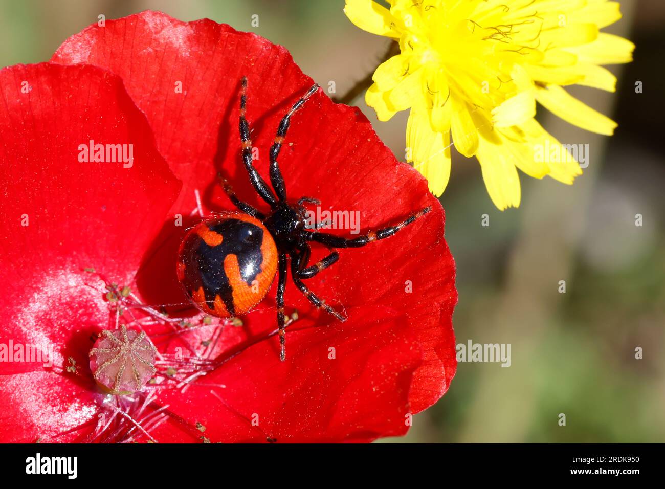 Südliche Glanz-Krabbenspinne, lauert auf Blüte auf Beute, Südliche Glanzkrabbenspinne, Krabbenspinne, Synema globosum, Synaema globosum, spide di granchio rosso Foto Stock