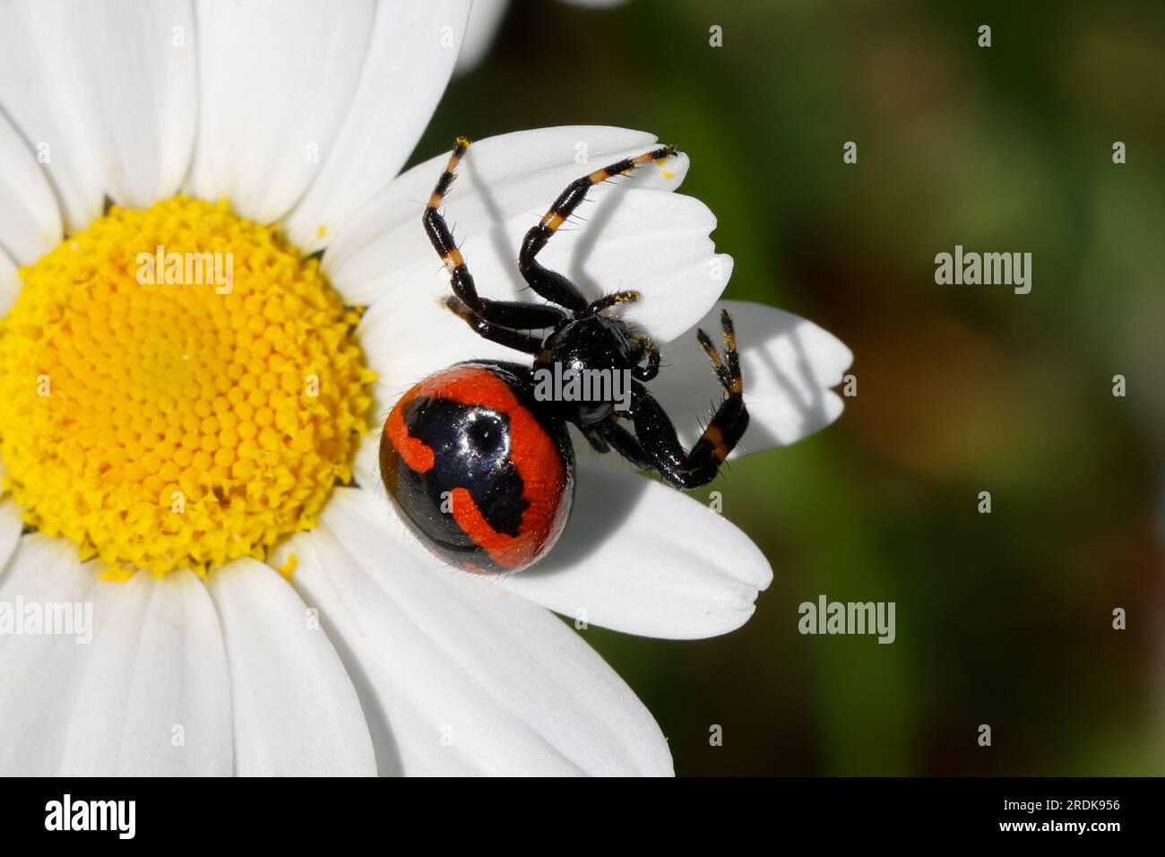 Südliche Glanz-Krabbenspinne, lauert auf Blüte auf Beute, Südliche Glanzkrabbenspinne, Krabbenspinne, Synema globosum, Synaema globosum, spide di granchio rosso Foto Stock