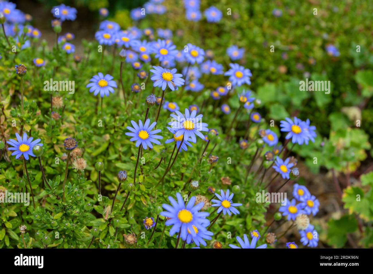 Felicia amelloides o cespuglio margherita blu o pianta di felicia blu fiorita all'inizio della primavera. Fiori blu celesti con centro giallo Foto Stock