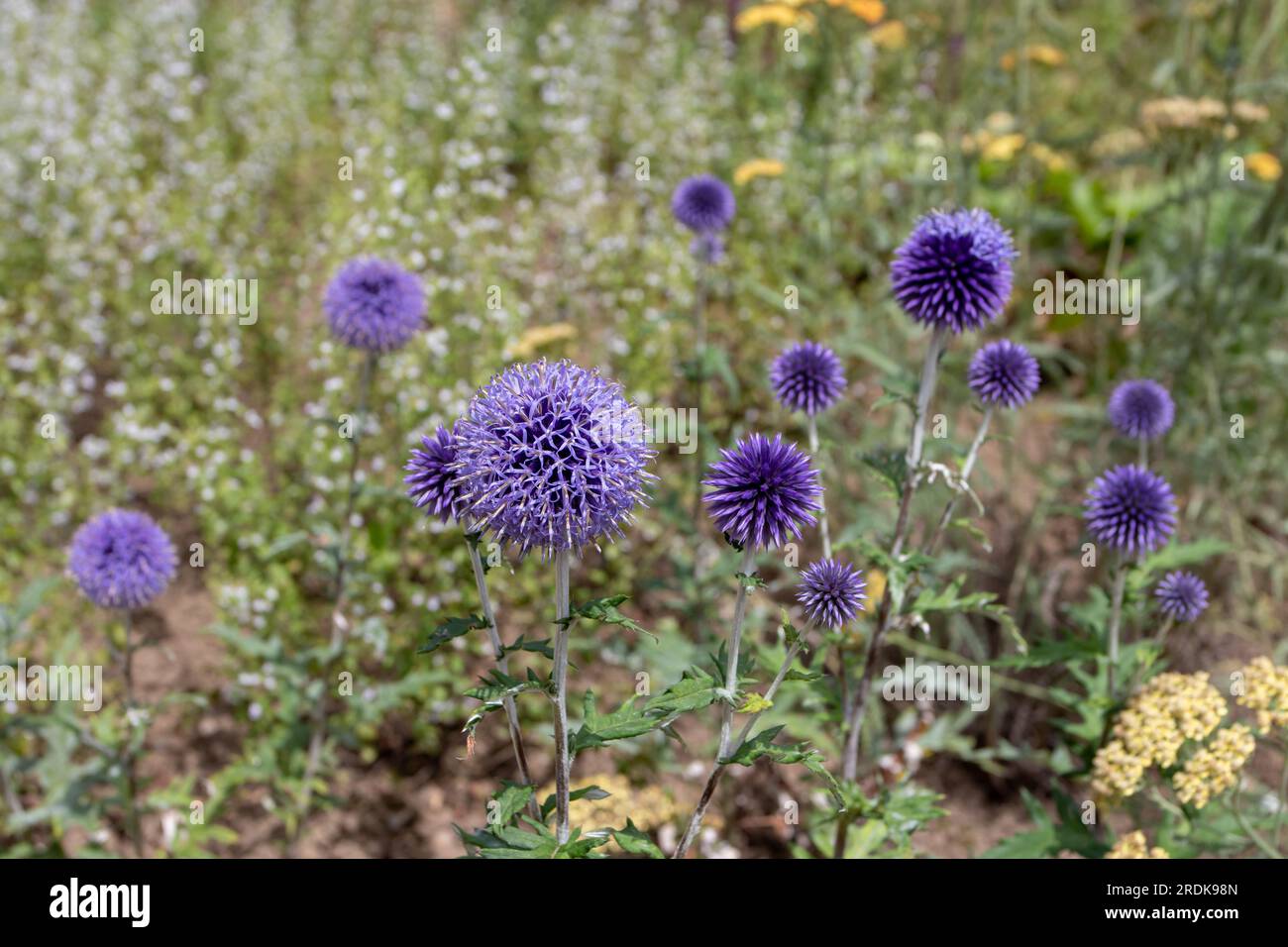 Pianta da fiore del globethistle meridionale o echinops ritro con globi di fiori blu e foglie d'India Foto Stock