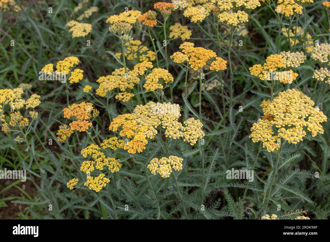 Cultivar Yarrow con fiori gialli pallidi. Achillea millefolium pianta perenne Foto Stock