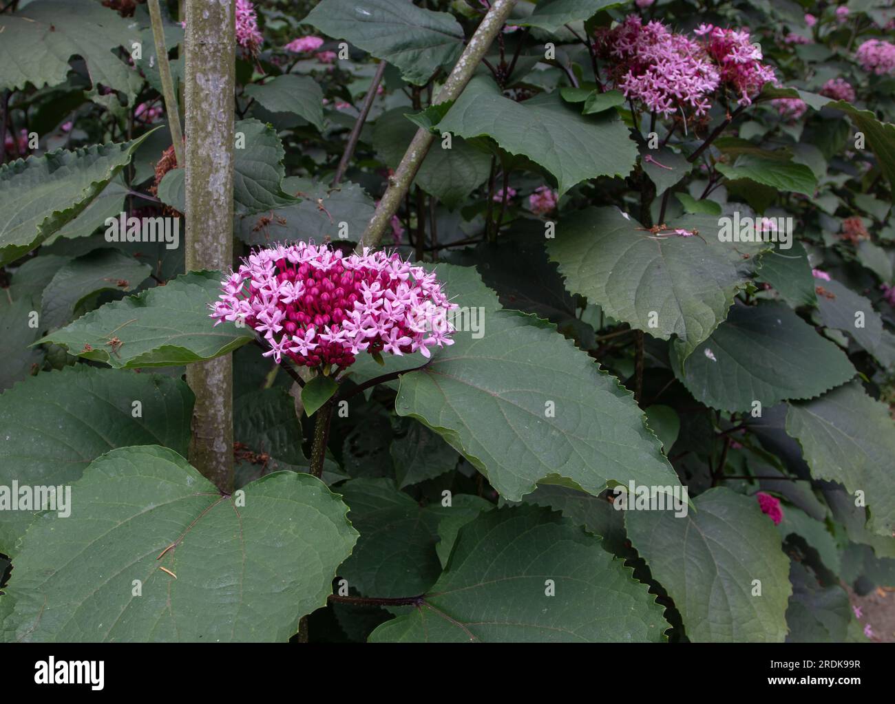Clerodendrum bungei o pianta bower gloria rosa con fiori rosa e fogliame lussureggiante Foto Stock