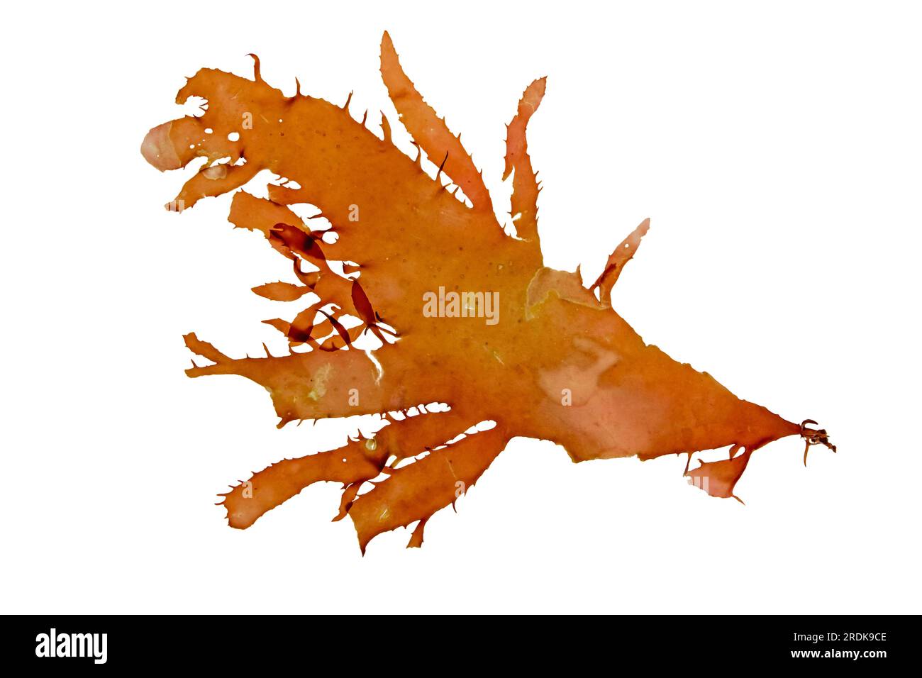 Erythroglossum laciniatum o Polyneura laciniata alga rossa isolata su bianco. Branco di alghe infestanti a lingua piatta. Foto Stock