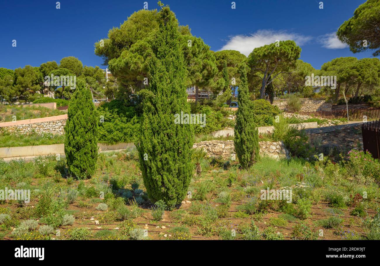 Vegetazione mediterranea nel parco naturale urbano di Platja Llarga a Salou, sulla costa della Costa Daurada (Tarragona, Catalogna, Spagna) Foto Stock