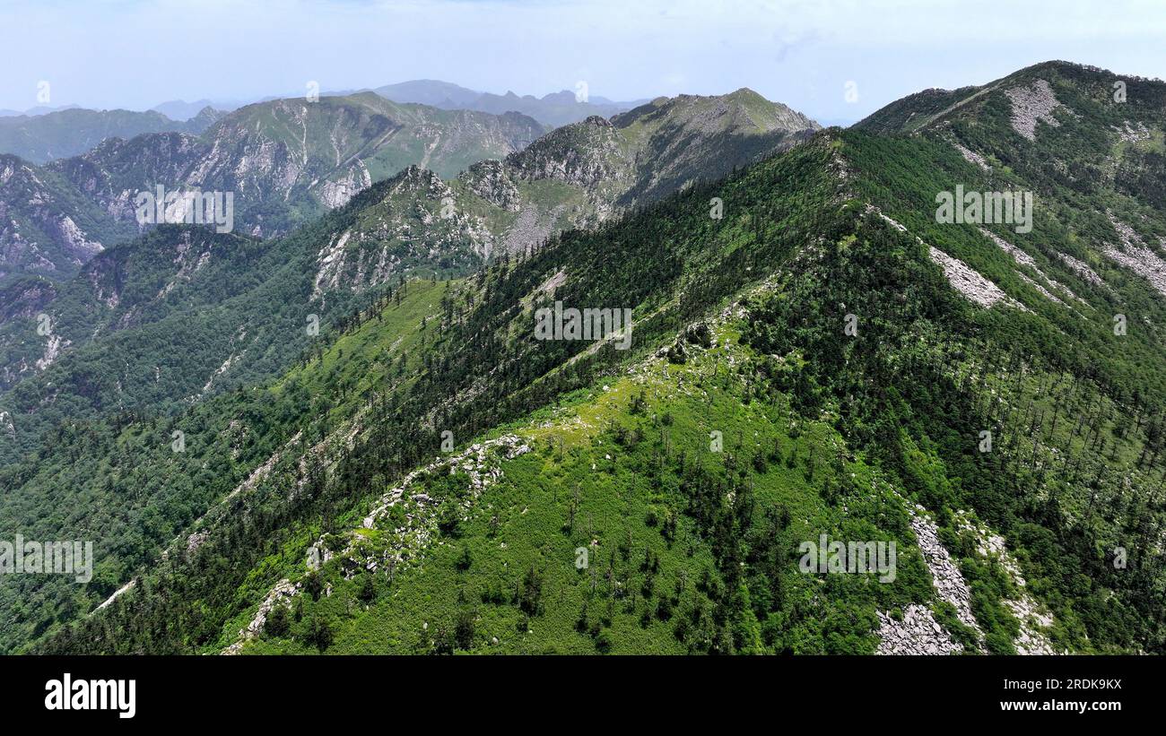 XI'an. 21 luglio 2023. Questa foto aerea scattata il 21 luglio 2023 mostra il paesaggio presso il Parco Nazionale della Foresta di Zhuque a Xi'an, nella provincia dello Shaanxi della Cina nord-occidentale. Il parco, situato nel corso superiore del fiume Laohe orientale e nel nord dei monti Qinling, copre un'area di 2.621 ettari, e il suo punto più alto il picco Bingjing ha un'altitudine di 3.015 metri. Lungo la strada che conduce alla vetta si possono ammirare paesaggi incredibili come la foresta vergine, i resti di ghiacciai e il mare nuvoloso. Crediti: Liu Xiao/Xinhua/Alamy Live News Foto Stock
