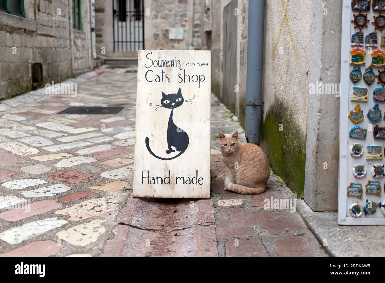 Kotor, Montenegro - Un gatto randagio che giace intorno a un negozio di souvenir chiamato Cats Shop Foto Stock