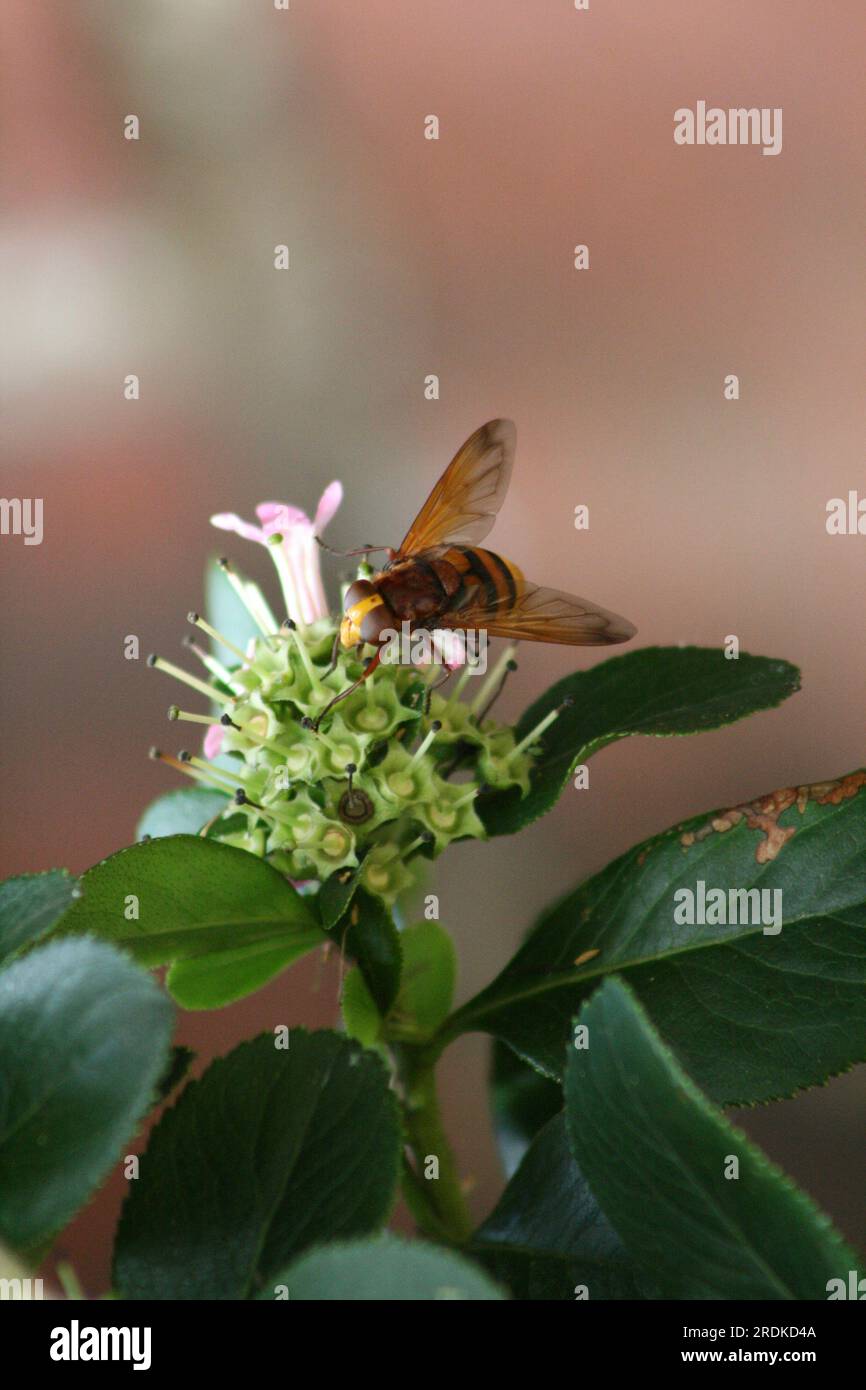 WASP sui fiori, estate Foto Stock