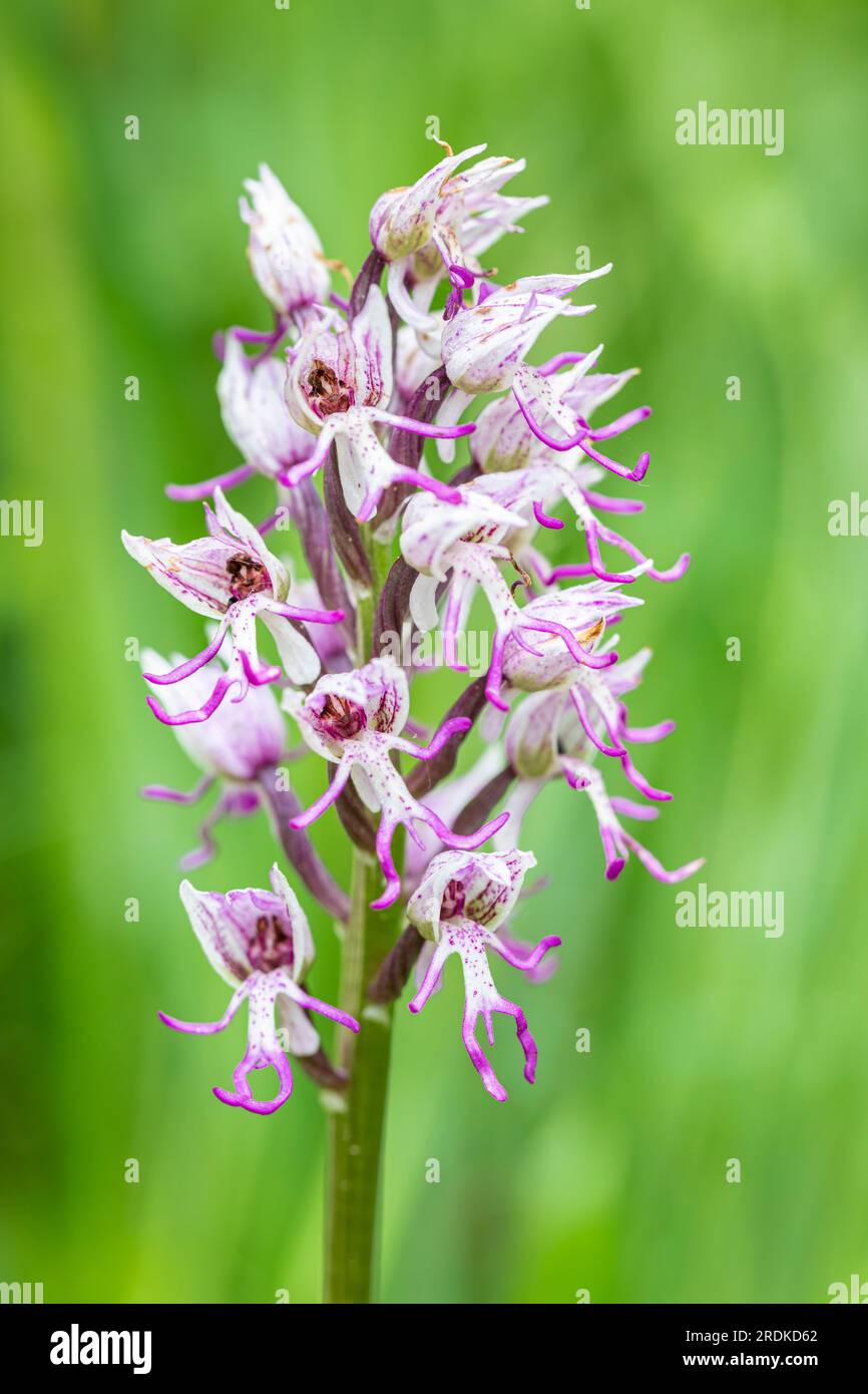 Orchidea delle scimmie - Orchis simia-, Torrent de la Masica, Vallfogona de Ripolles, Barcellona, Spagna Foto Stock