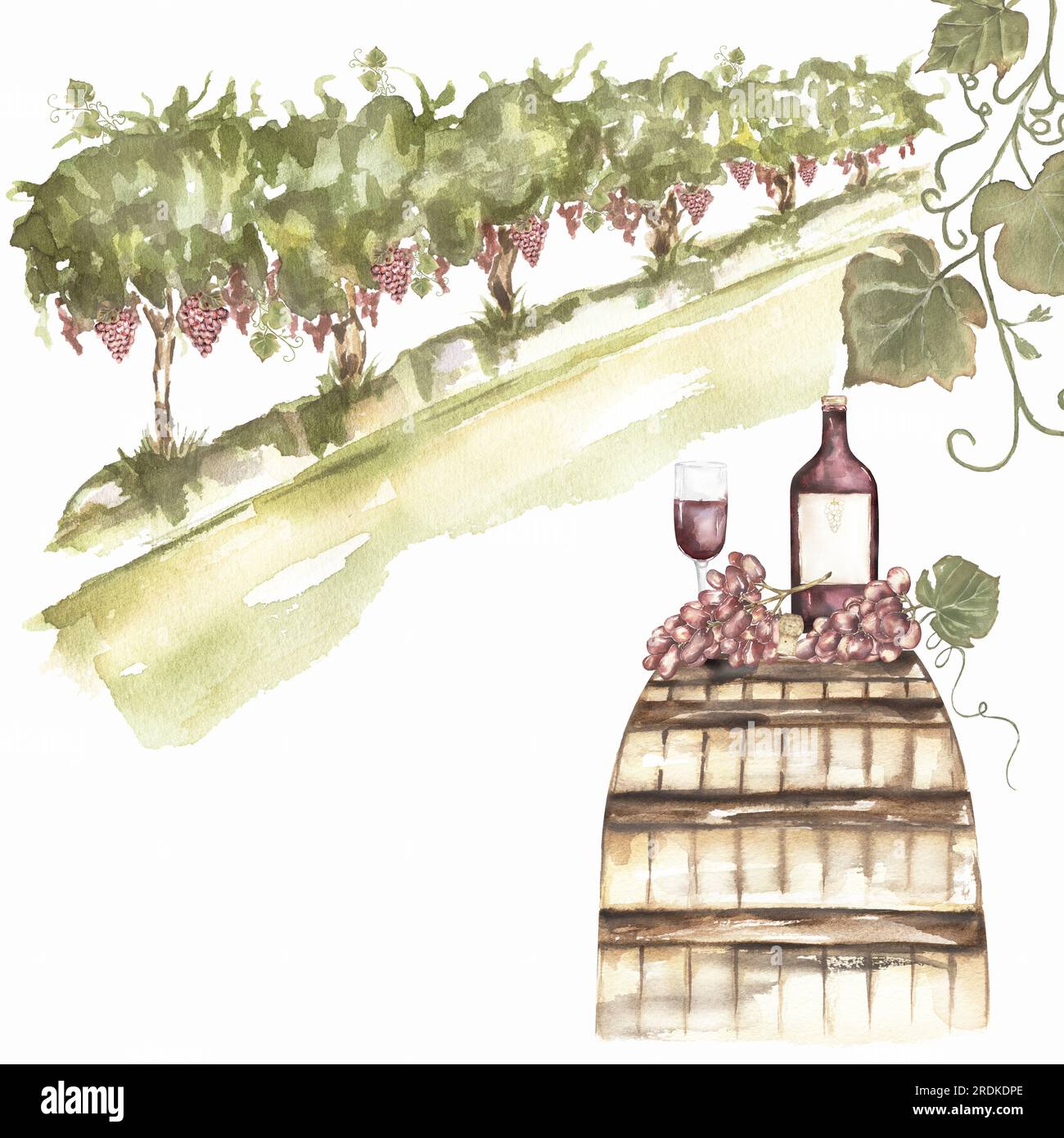 Paesaggio verde di campi di uva, vendemmia e bottiglia di vino. Acquerello di uva dipinta a mano e barello di legno. Design del concetto vinicolo italiano. Vino francese malato Foto Stock