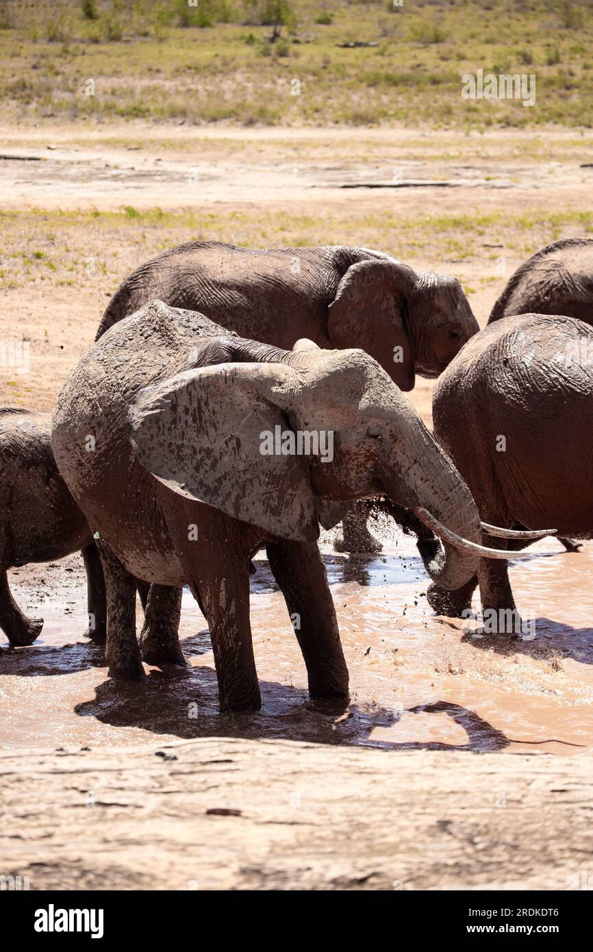 Famiglia di elefanti in uno splendido paesaggio dell'Africa, Kenya. Qui nel Parco Nazionale dello Tsavo. Una mandria con molti animali alla pozza d'acqua. Safari, safari Foto Stock