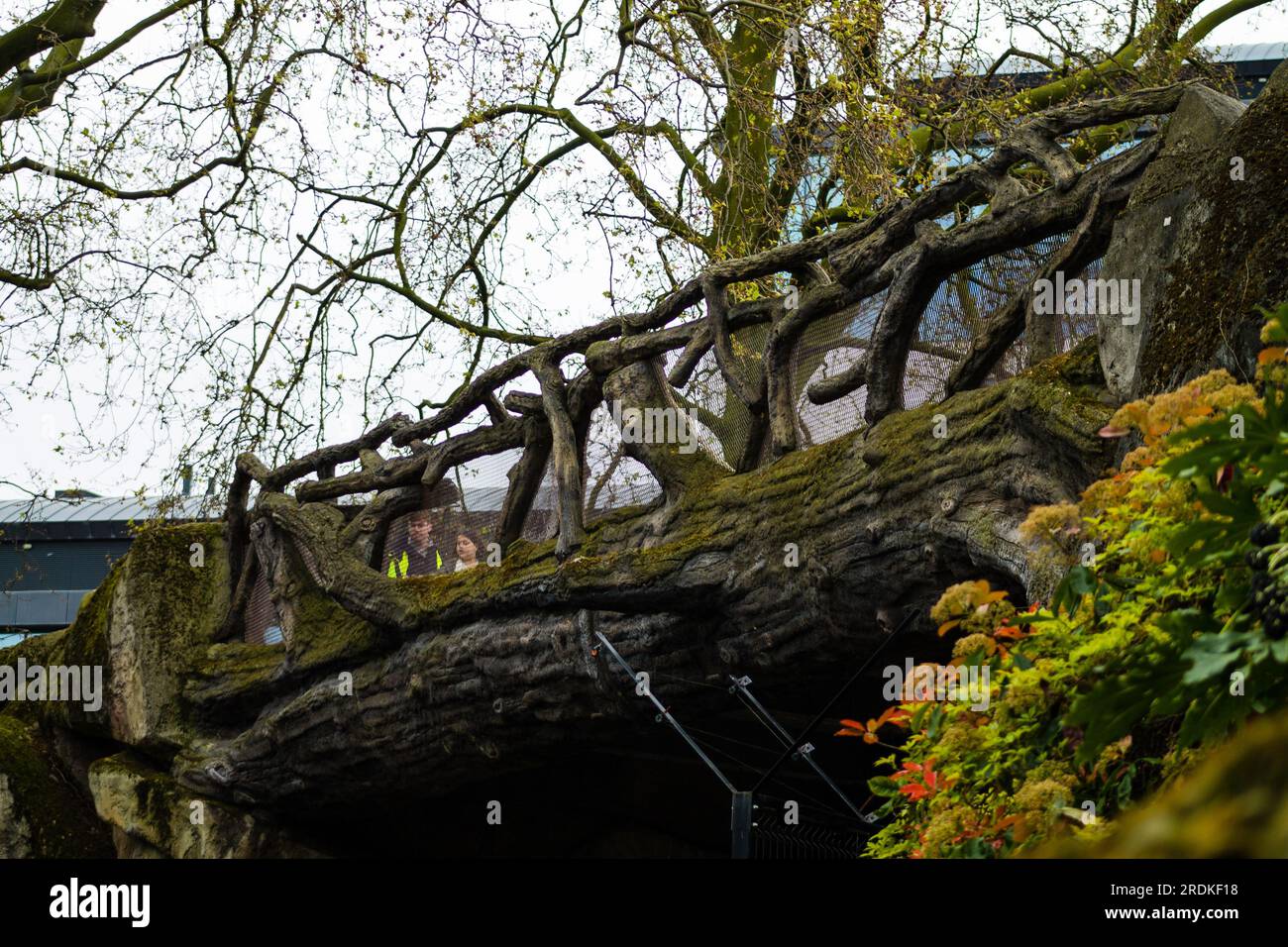 Una vista su un vecchio albero in un parco in Belgio. Foto Stock