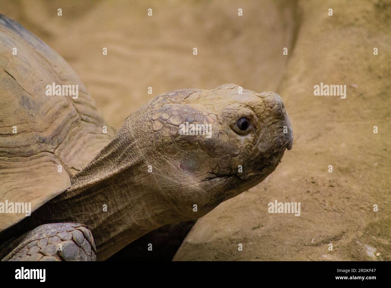 African spronato tartaruga (Geochelone sulcata) Foto Stock