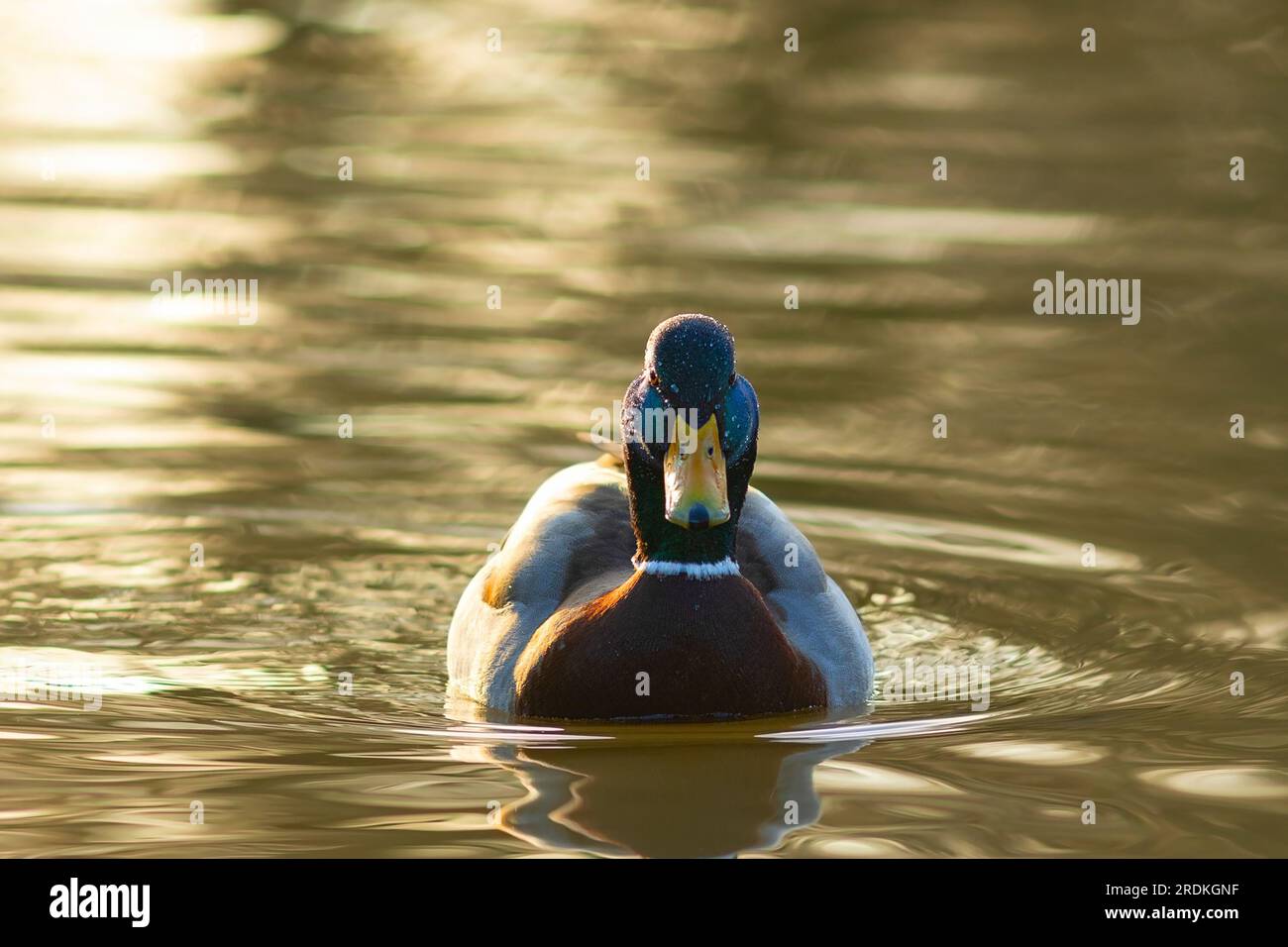 Anatra selvatica al tramonto, uccelli che nuotano nel lago (Anas platyrhynchos, l'anatra comune) Foto Stock