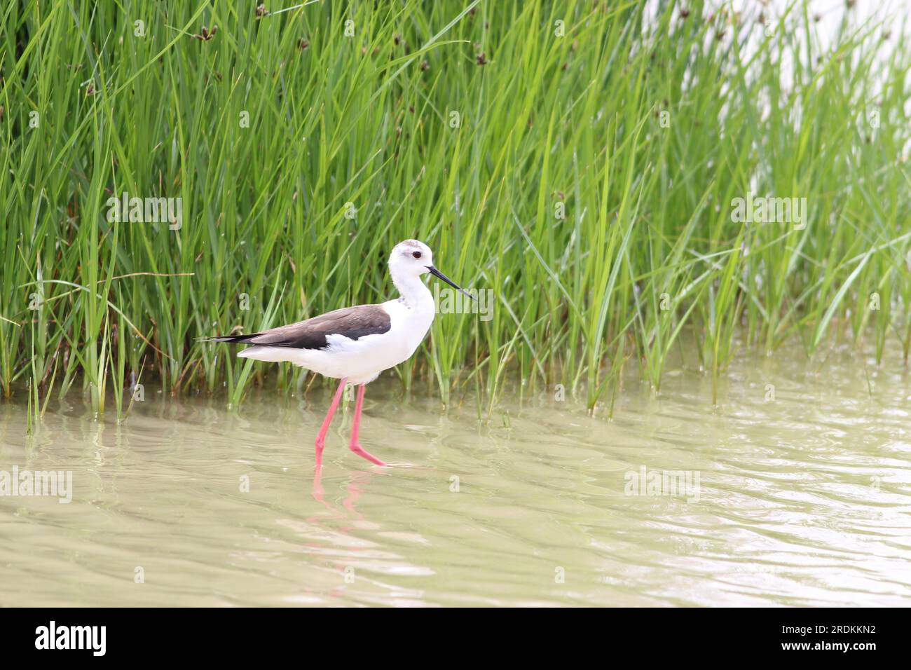 Wading Black Winged Stilt Foto Stock