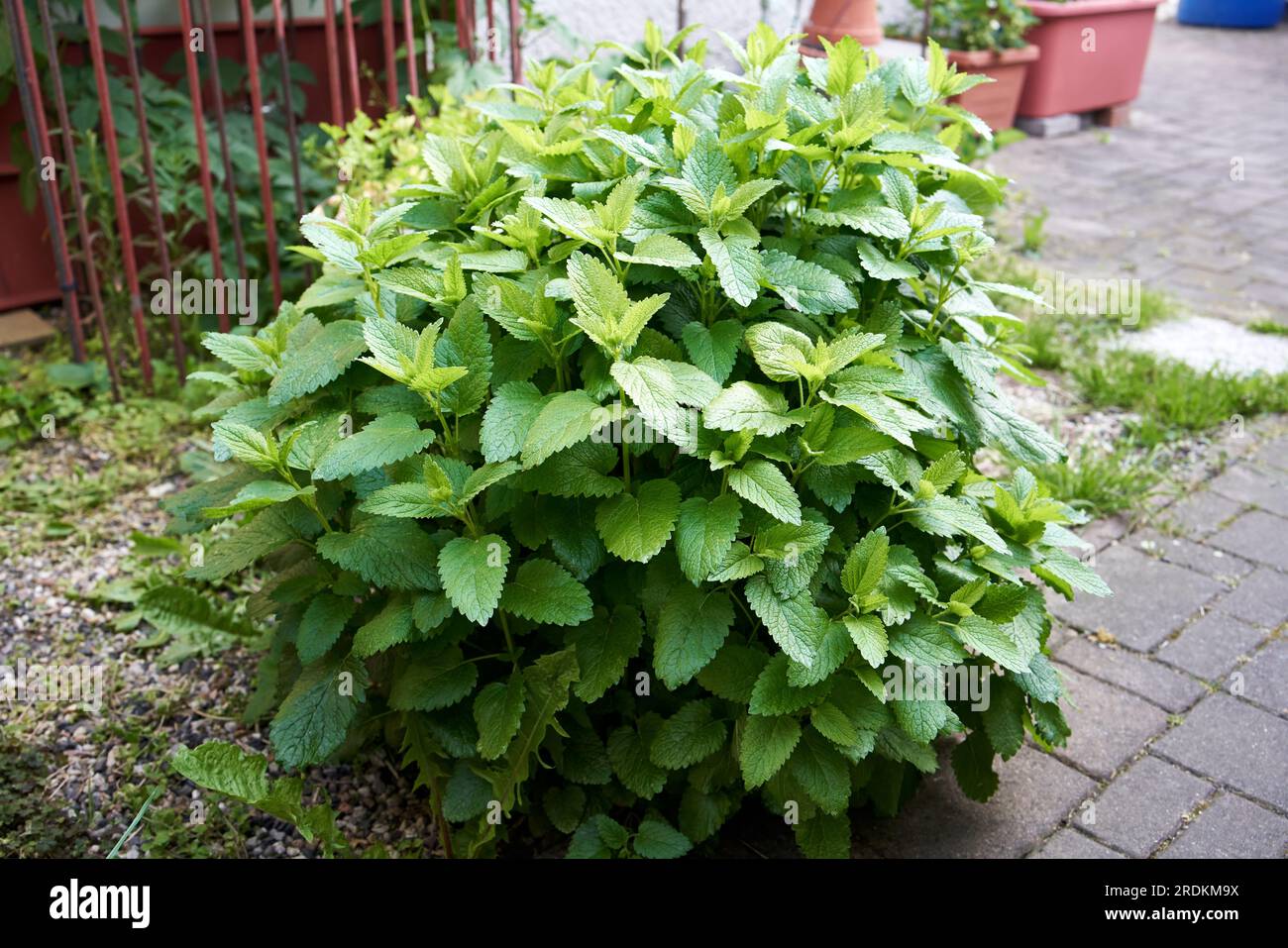 melissa fresca o pianta di balsamo al limone che cresce all'aperto Foto Stock