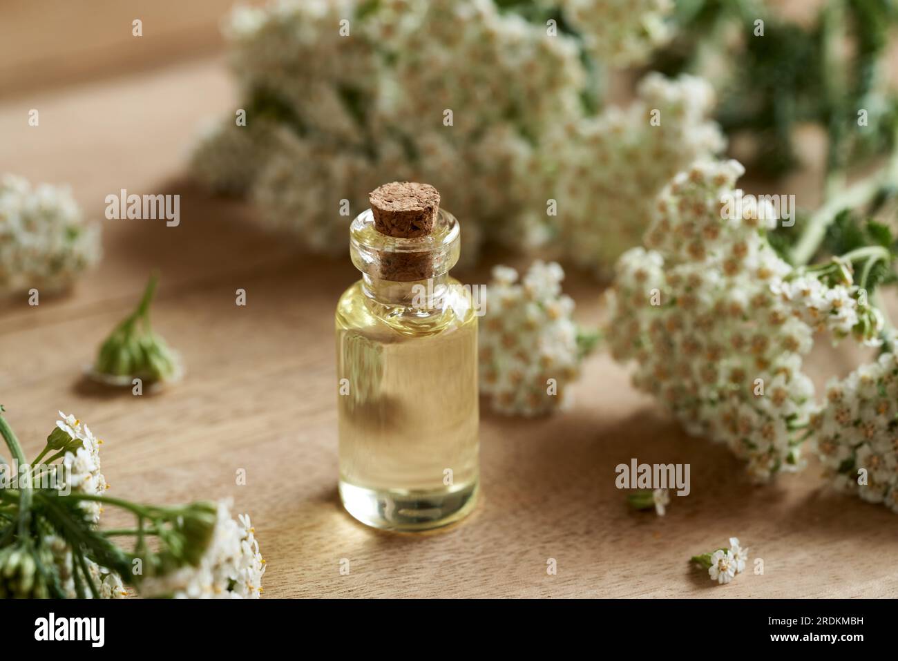 Una bottiglia trasparente di olio essenziale di aromaterapia con fiori freschi di yarrow o Achillea millefolium Foto Stock