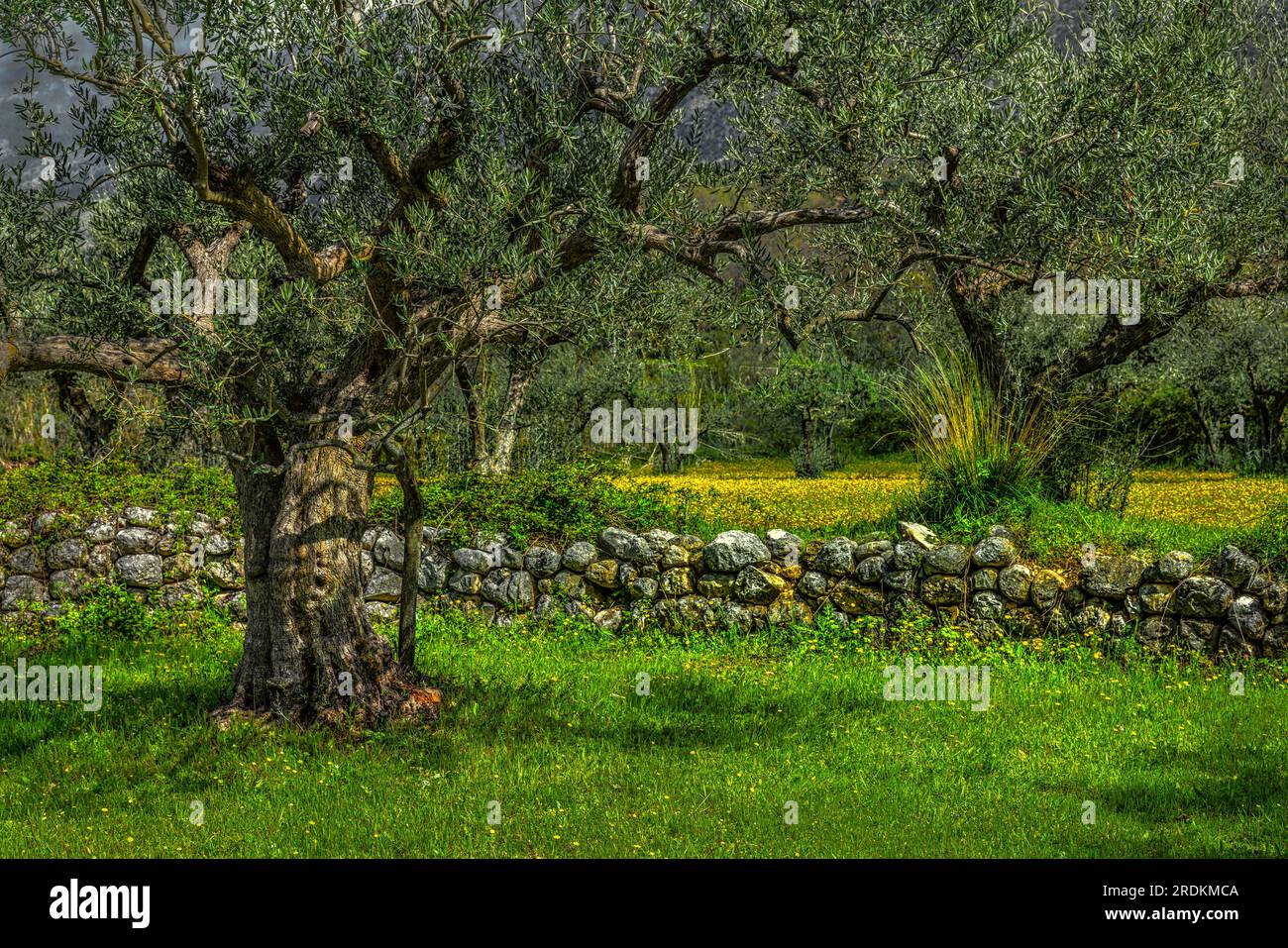 Piantagione di olivi mediterranei con vecchi alberi di ulivo e mura in pietra. Foto Stock