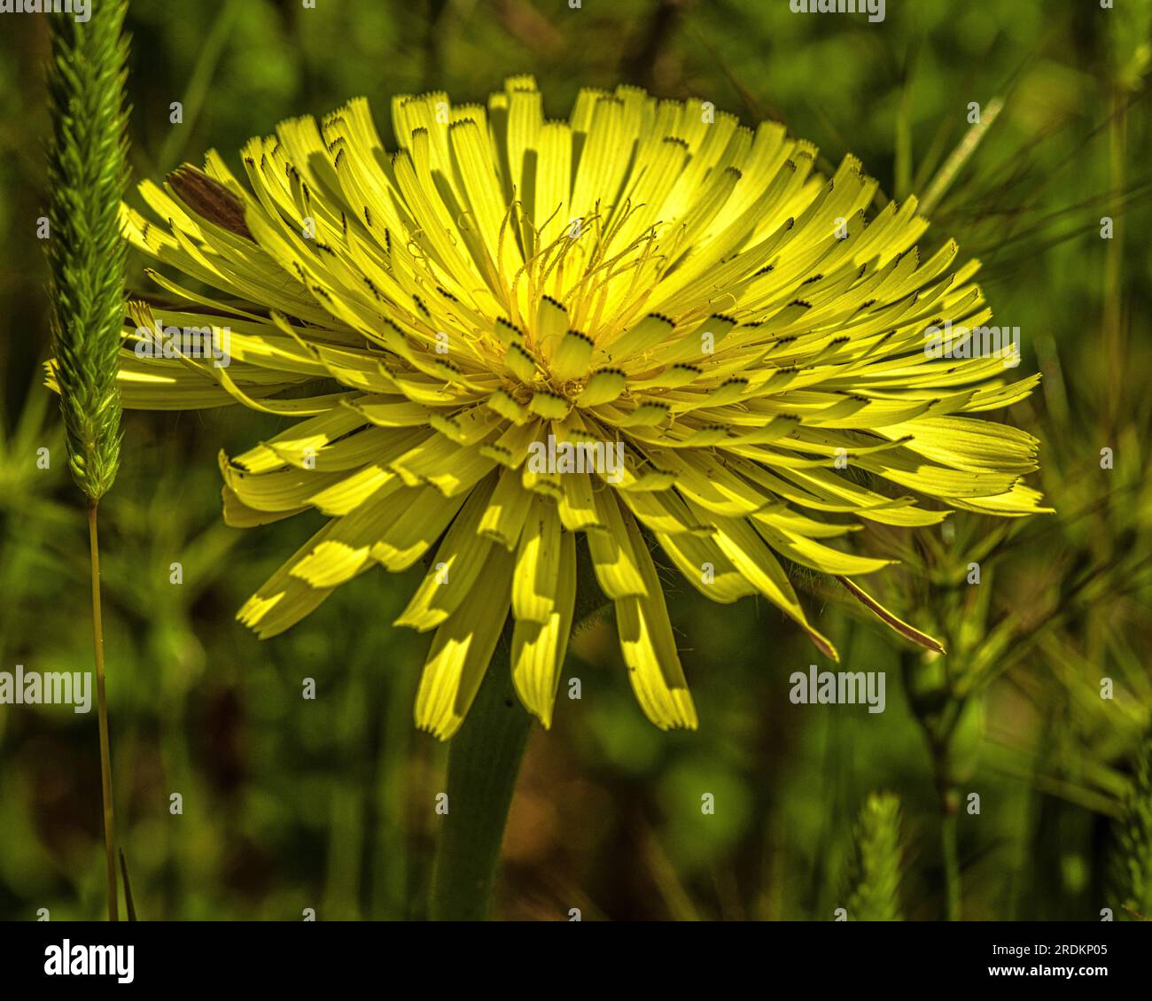 foto macro di un bellissimo fiore con petali gialli, una varietà di urospermum dalechampii Foto Stock