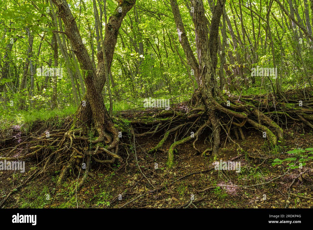 radici esposte a causa del deflusso del suolo, nel bosco Foto Stock