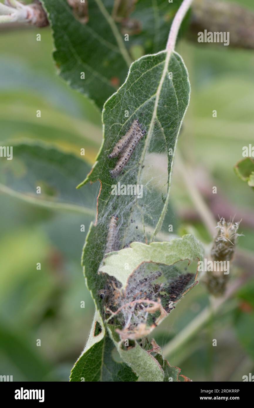 Caterpilastri di melma ermina (Yponomeuta malinellus) all'interno di una rete larvale su fogliame di mele danneggiato e scheletrato su e frutteto, Berkshire Foto Stock