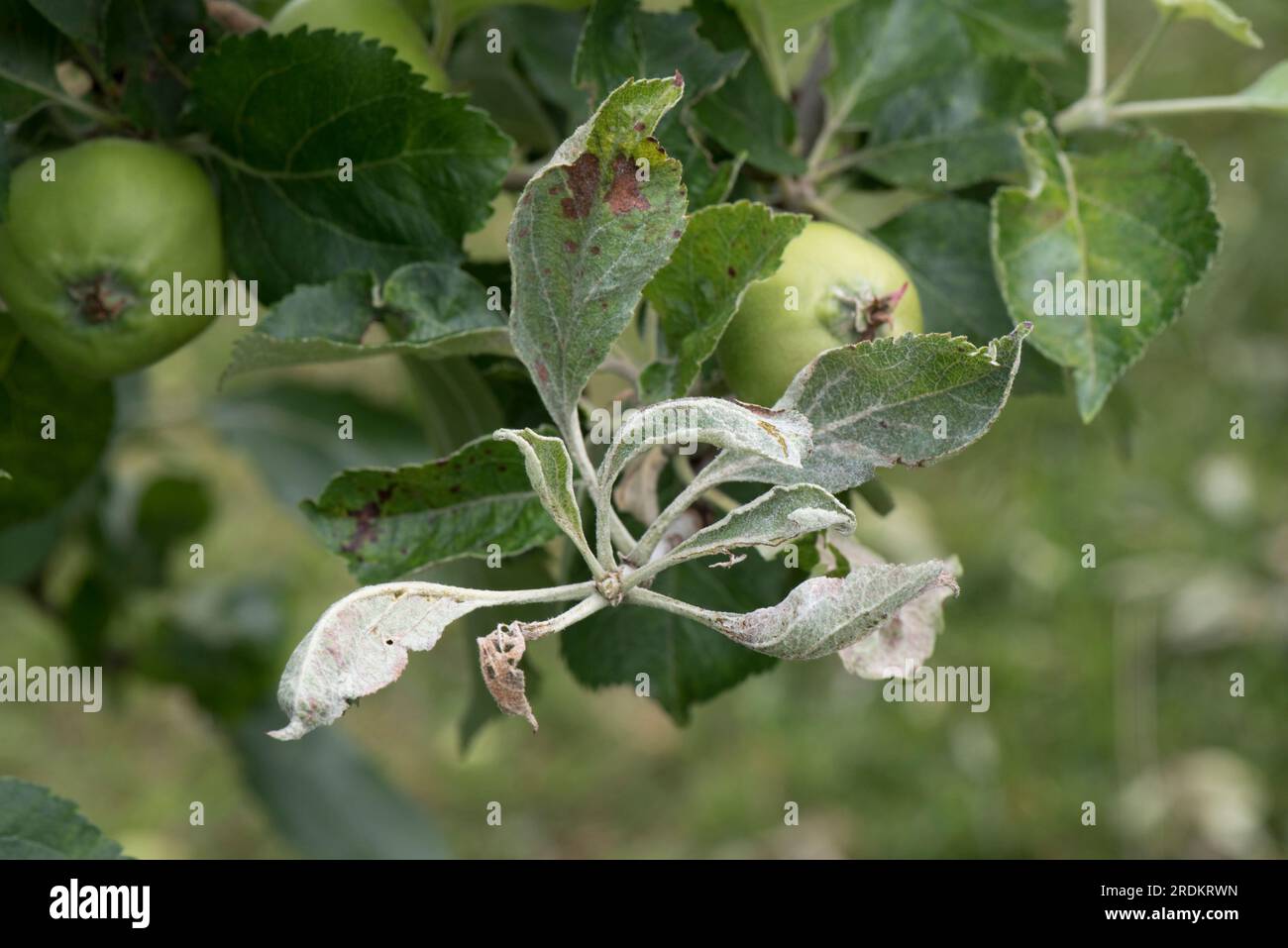 Infezione primaria della muffa di mela (Podosphaera leucotricha) su un ammasso di guanciali terminali alla fine del ramo di un frutteto, Berkshire, giugno Foto Stock