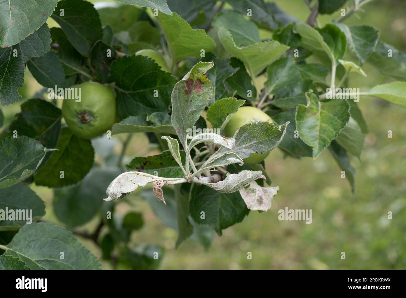 Infezione primaria della muffa di mela (Podosphaera leucotricha) su un ammasso di guanciali terminali alla fine del ramo di un frutteto, Berkshire, giugno Foto Stock