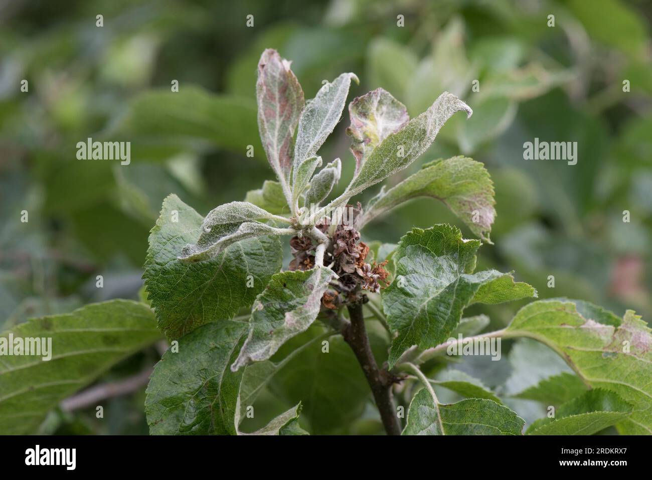 Infezione primaria della muffa di mela (Podosphaera leucotricha) su un ammasso di guanciali terminali alla fine del ramo di un frutteto, Berkshire, giugno Foto Stock