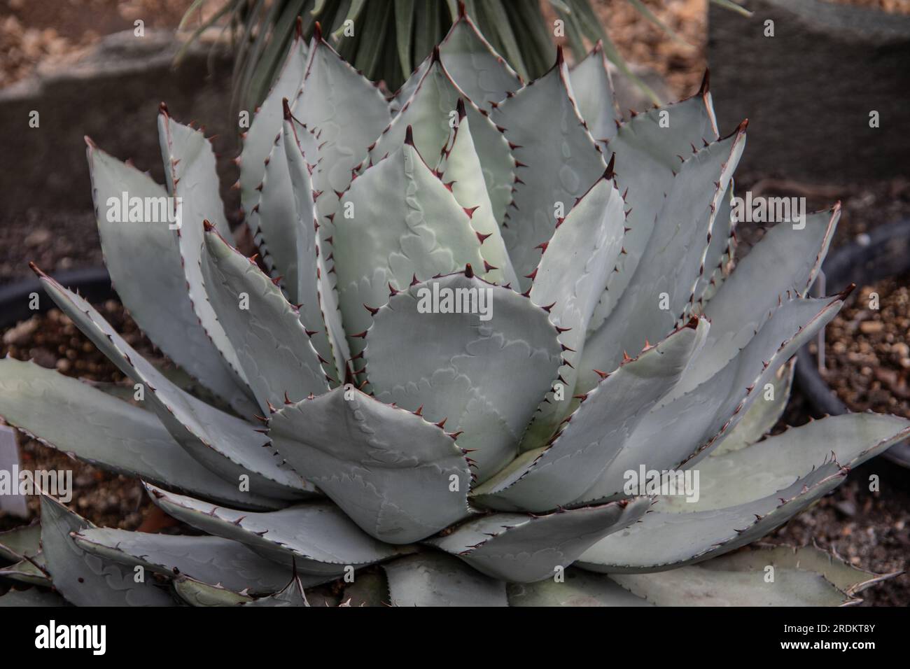 dessert con cactus verdi e spikes Foto Stock