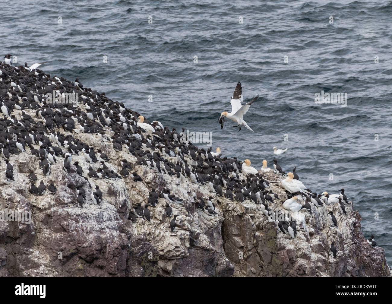 Gannet nell'aria con il materiale successivo nel suo disegno di legge che si avvicina al sito del nido tra le calamite nidificanti sul promontorio roccioso con il mare sullo sfondo. Foto Stock