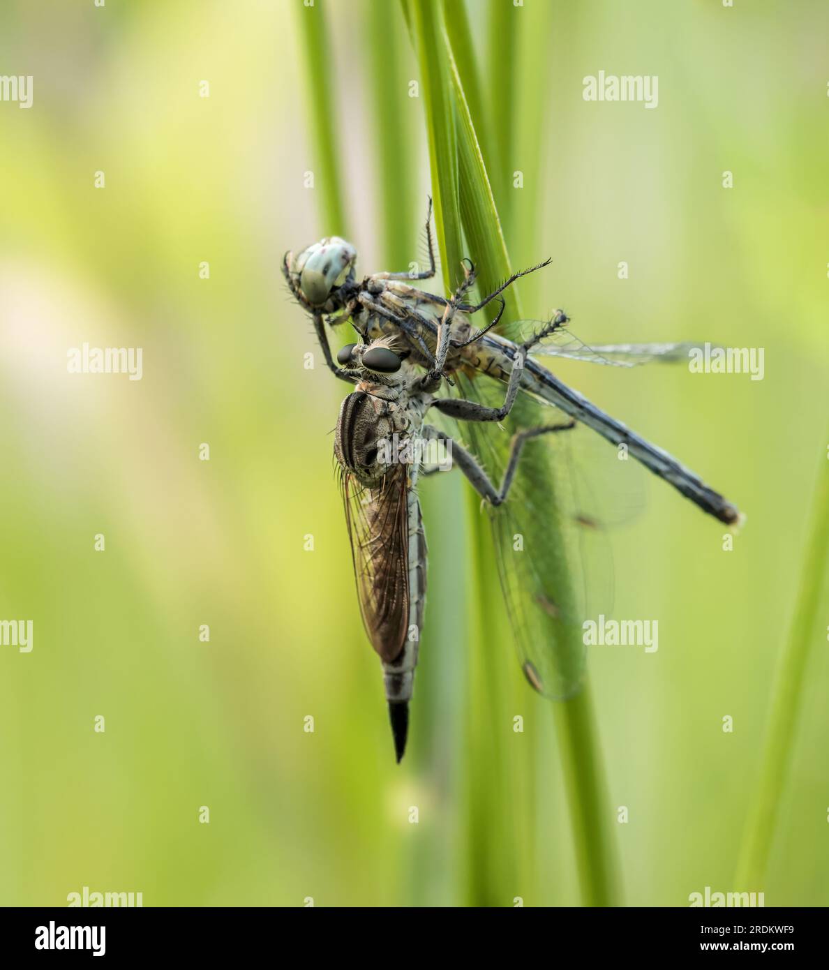 Mosca rapinatore che mangia una libellula. Gli Asilidae sono la famiglia dei mosche rapinatori, chiamata anche mosche assassine. Questa foto macro è stata scattata dal Bangladesh. Foto Stock