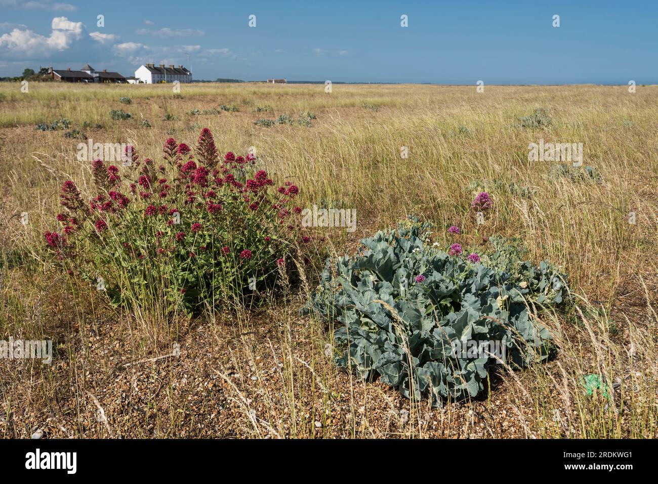 Shingle Street nel Suffolk, con fiori selvatici e piante in primo piano che crescono sulla riva delle zecche sotto il sole luminoso, il cielo blu e le nuvole bianche Foto Stock