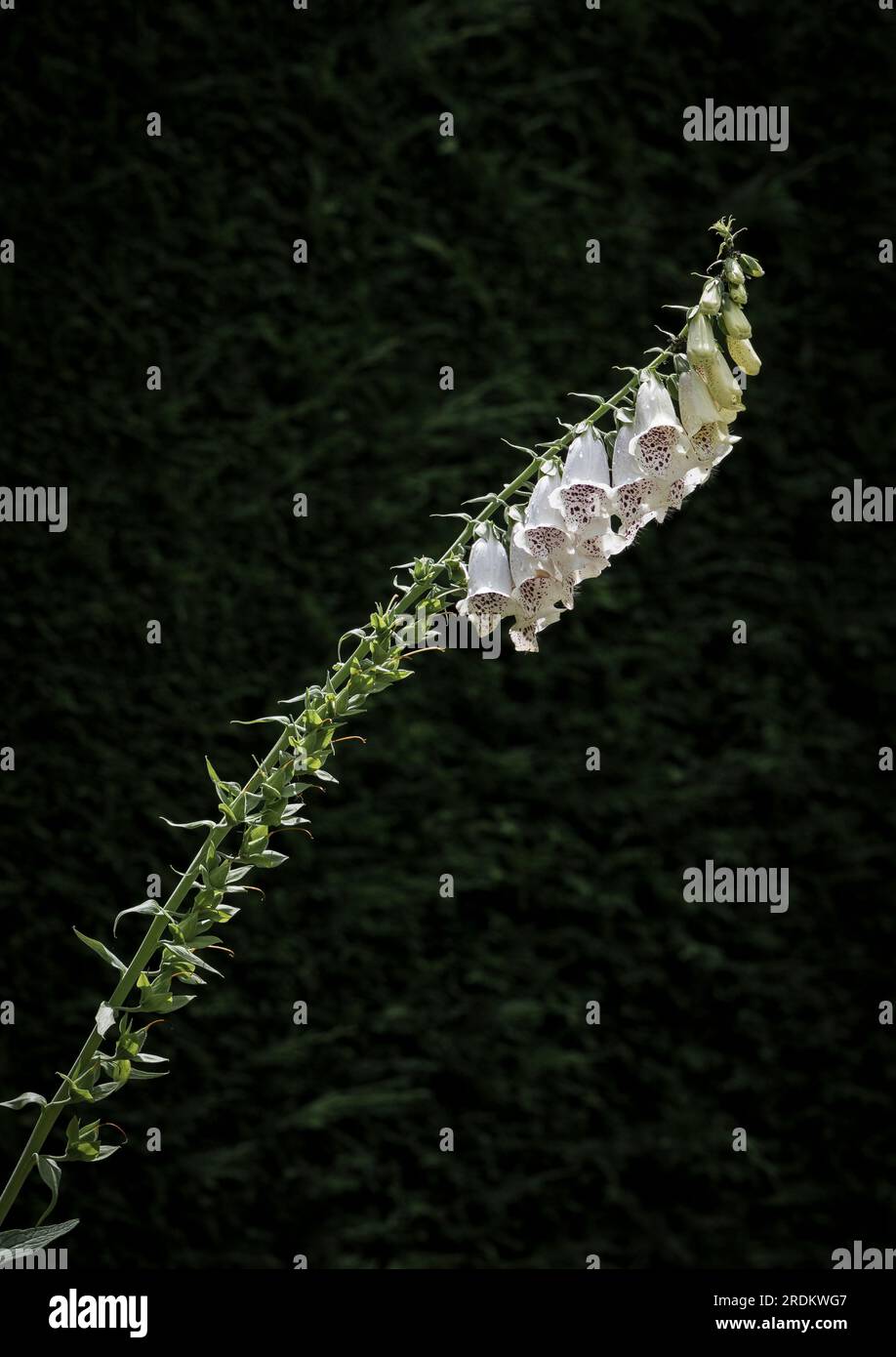 singolo fiore bianco foxglove e stelo che crescono ad angolo e illuminati dalla luce del sole contrastano con una siepe scura in ombra profonda. Foto Stock
