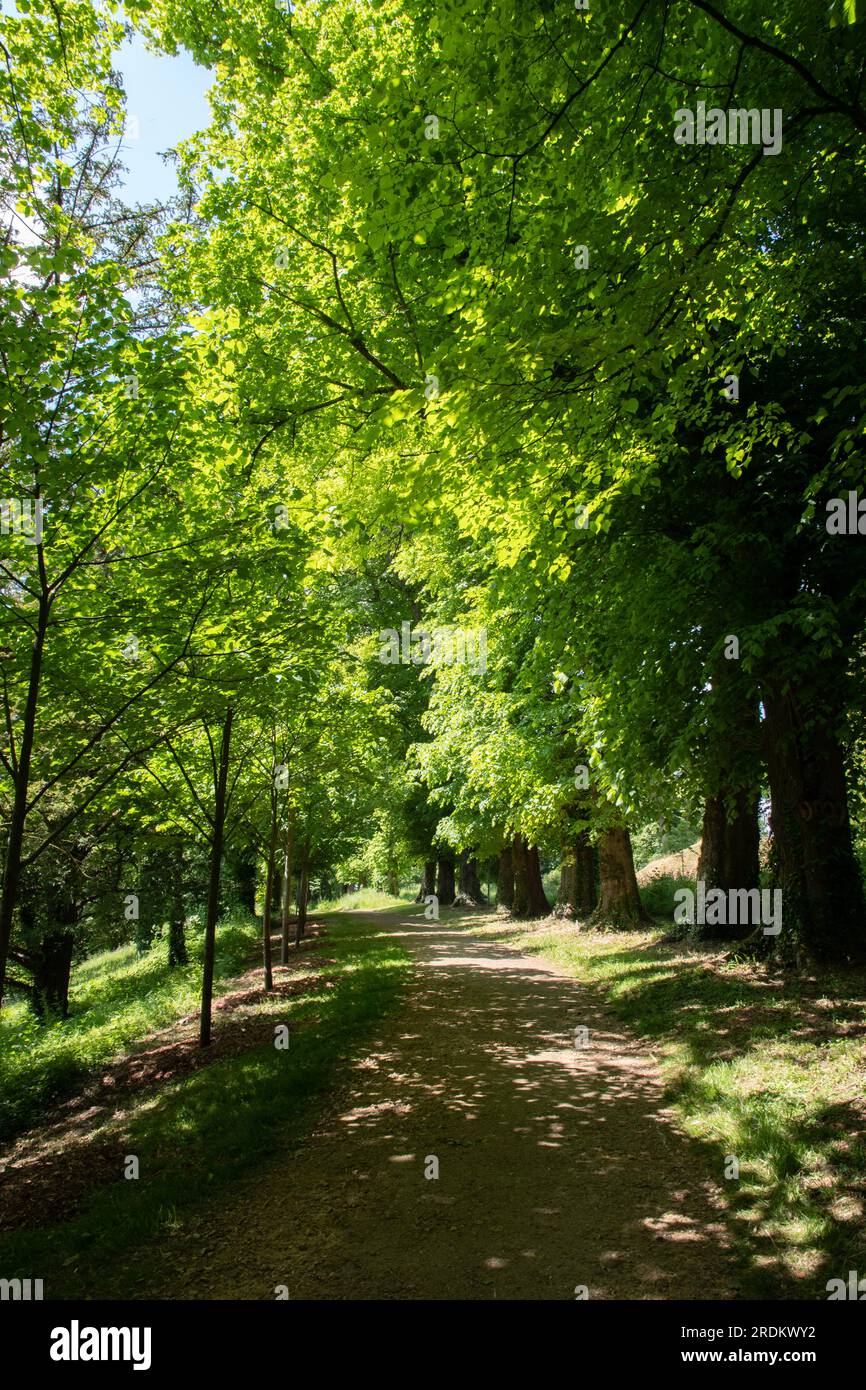 Beech Avenue al Newt Somerset Foto Stock