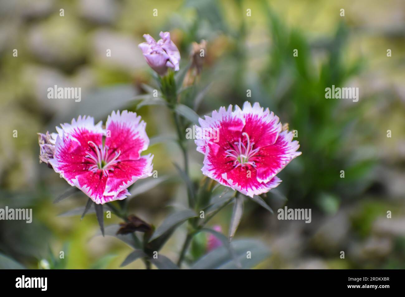 Dianthus chinensis, comunemente noto come rosa arcobaleno o rosa cinese, è una specie di Dianthus. Foto Stock