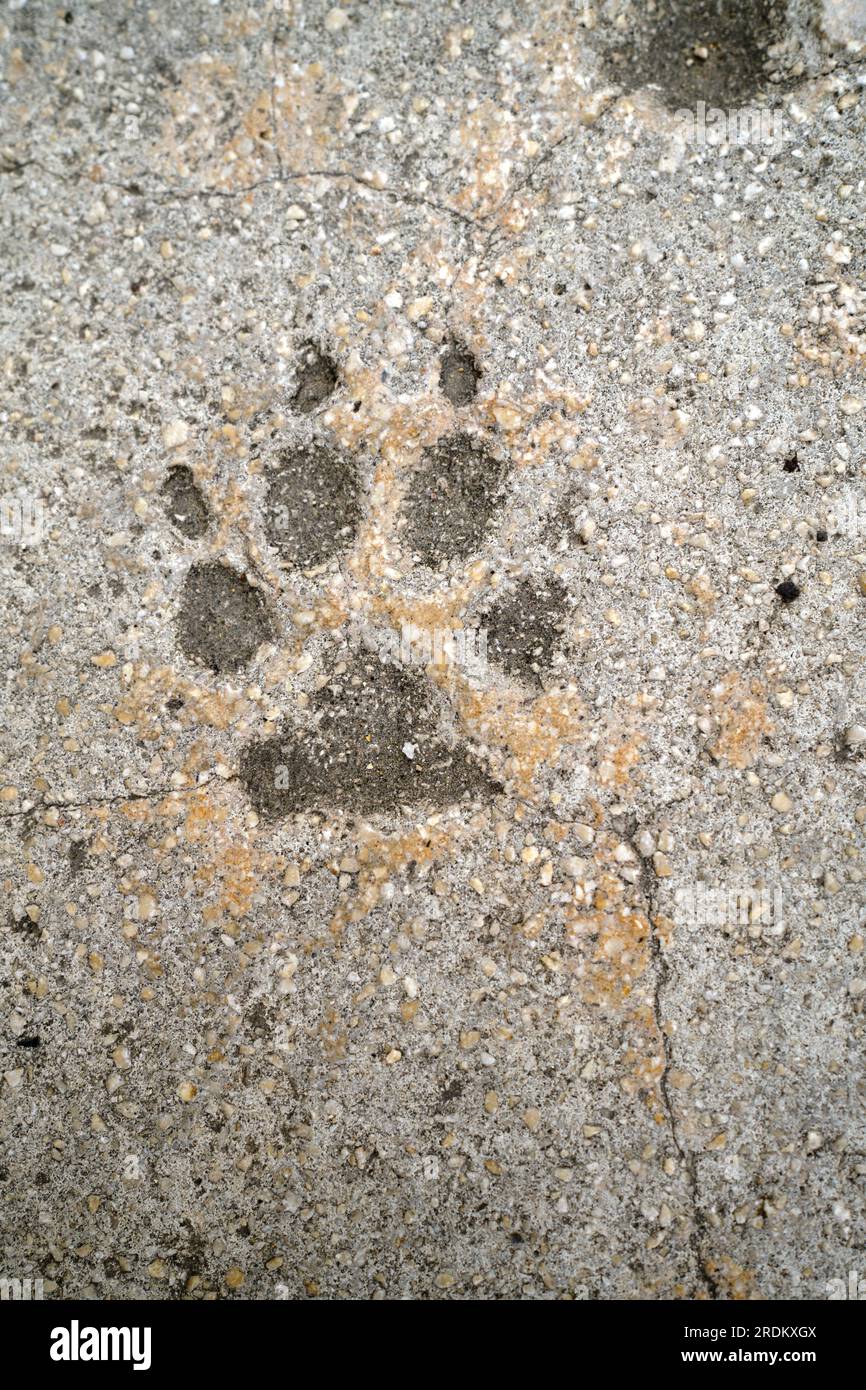 Impronte di cani in cemento Foto Stock